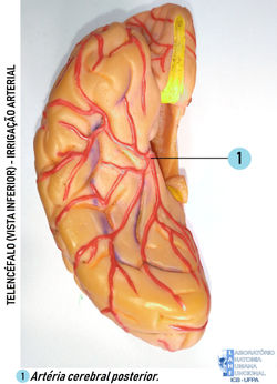IrrigaÃ§Ã£o_cerebral_-_Vista_inferior