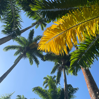 Viele grüne und ein gelbes Palmenblatt von unten vor strahlend blauem Himmel.