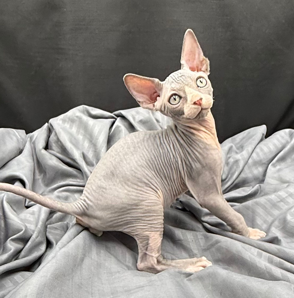 Thumbnail: #9  Sphynx  Male