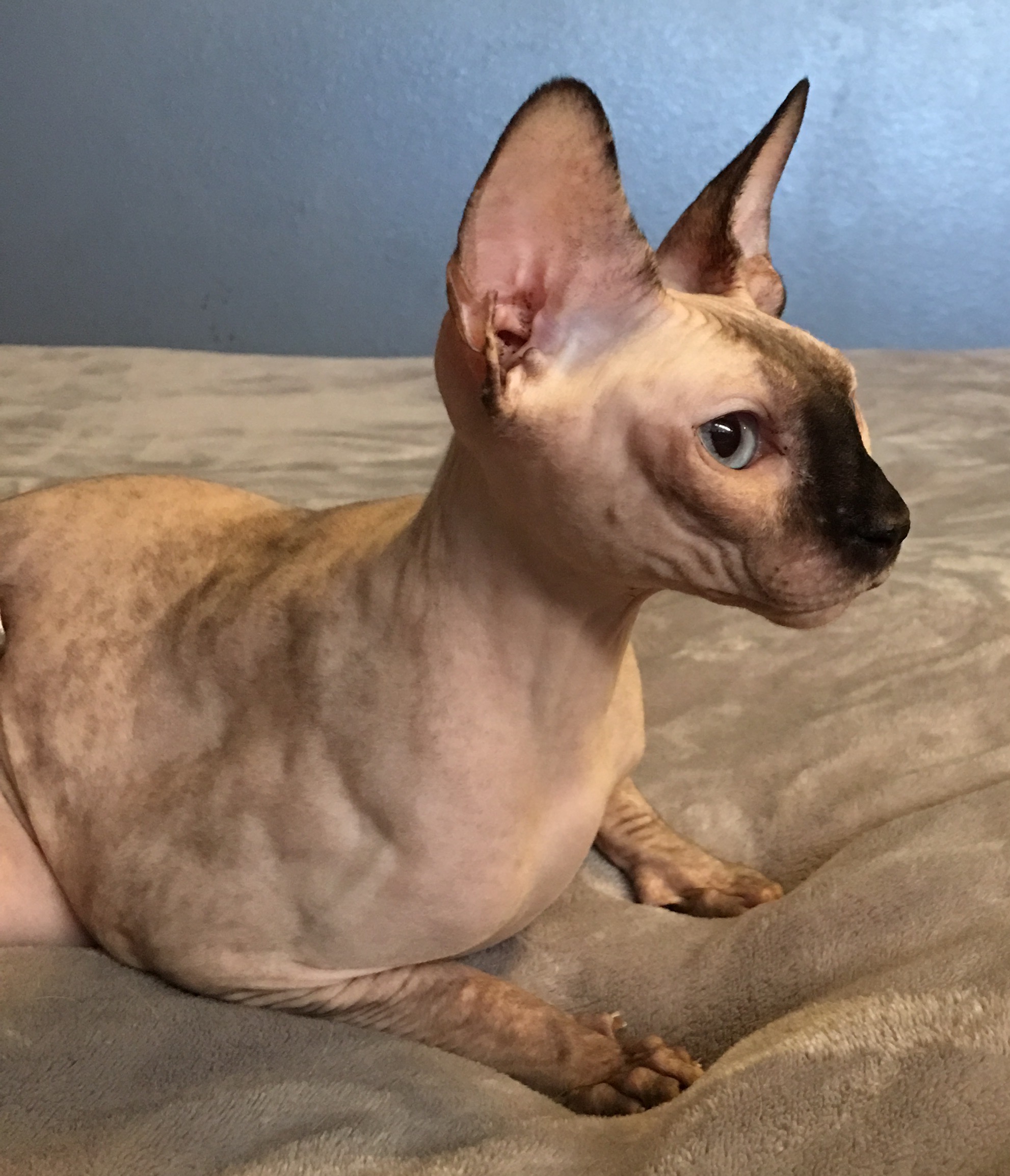 Sphynx Breeders In Texasalisa Bolt - jk4wrh1