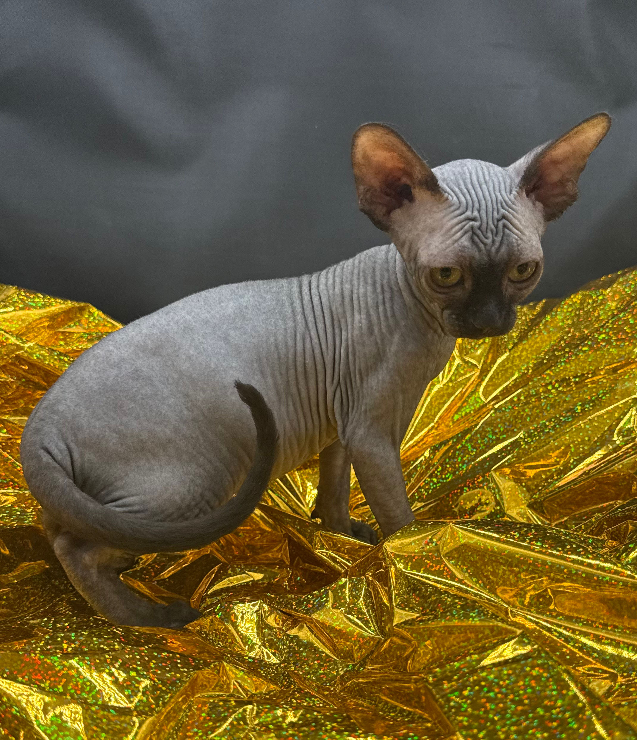 #2  Sphynx Female Black