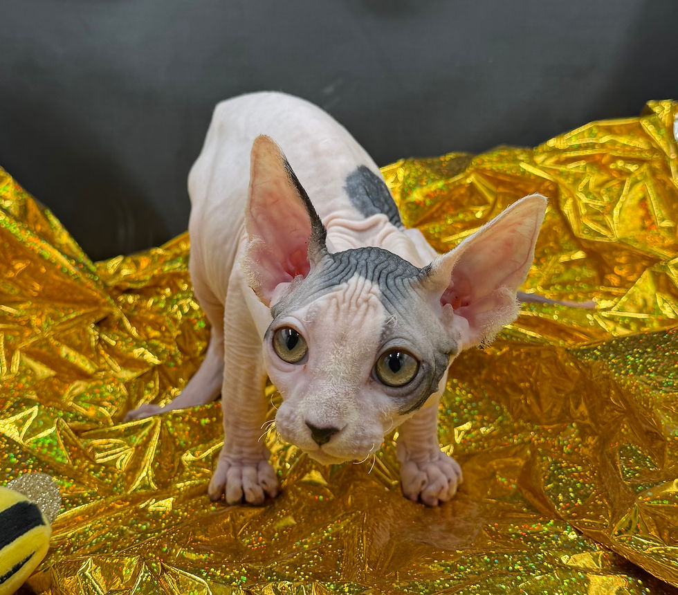 Thumbnail: #9  Sphynx  Male