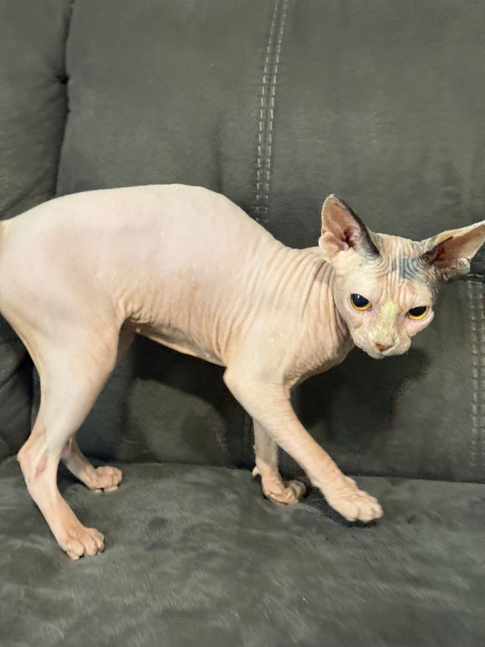 Thumbnail: #5 Sphynx Female 1 1/2 years 