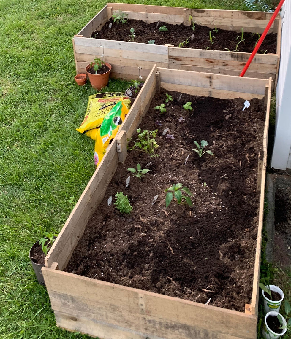raised garden beds