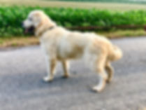 fullsizeoutput_2299.jpeg
