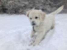 English Cream Puppies