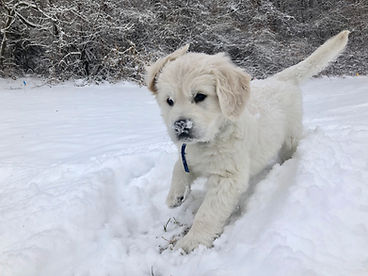 English Cream Puppies