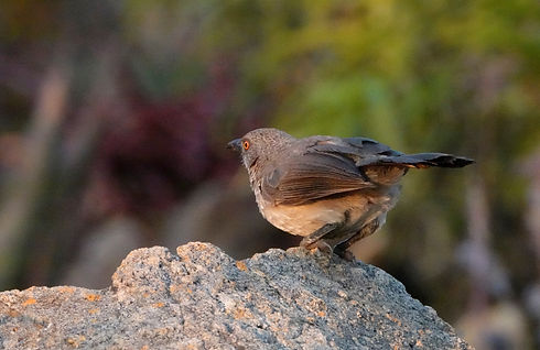 Arrow-marked Babbler Turdoides jardineii