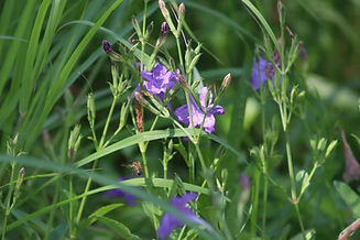 Anthills Hike and Bike Trails Buffalo Bayout Trail Coalition