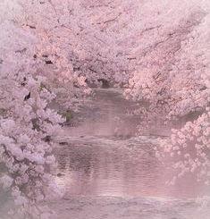 桜の木の下には