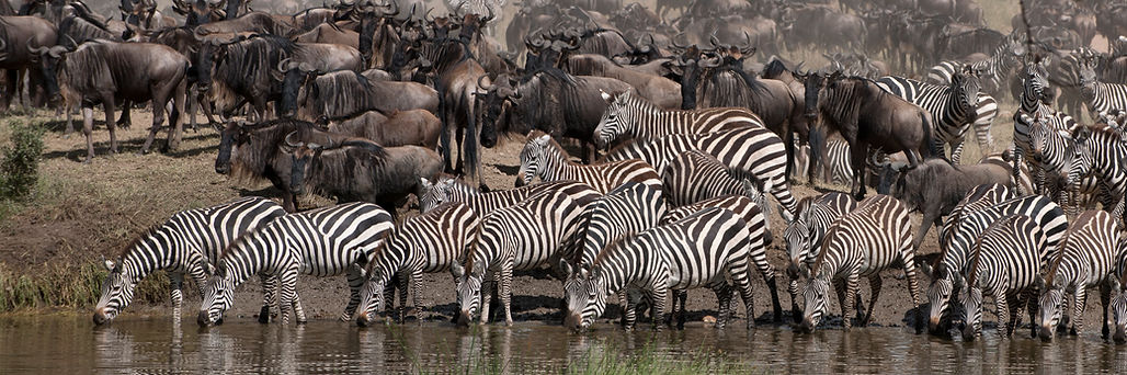 zebras-drinking-at-the-serengeti-national-park-ta-2024-09-26-22-26-49-utc.jpg