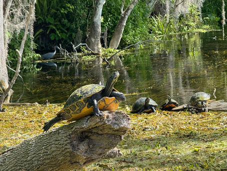 Essential Safety Measures for Kayaking in Florida's Waters