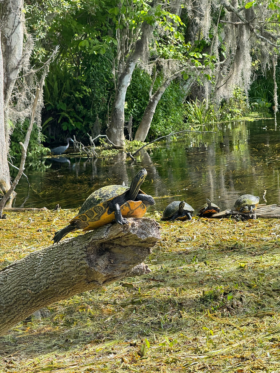 Essential Safety Measures for Kayaking in Florida's Waters