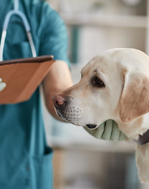 Evermore Veterinary Care - Middleton, The Villages