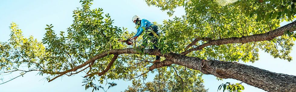 Tree Trimming vs. Tree Pruning: What’s the Difference?