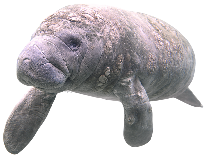 Manatee_edited.png