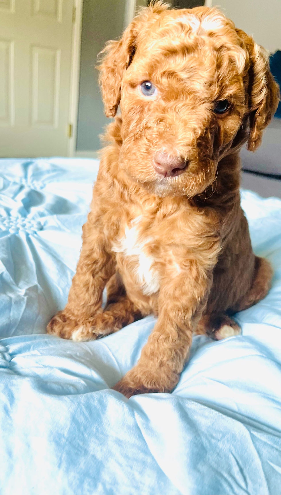 Thumbnail: Goldendoodle puppies January 27th 2023 Litter