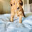 Thumbnail: Goldendoodle puppies January 27th 2023 Litter