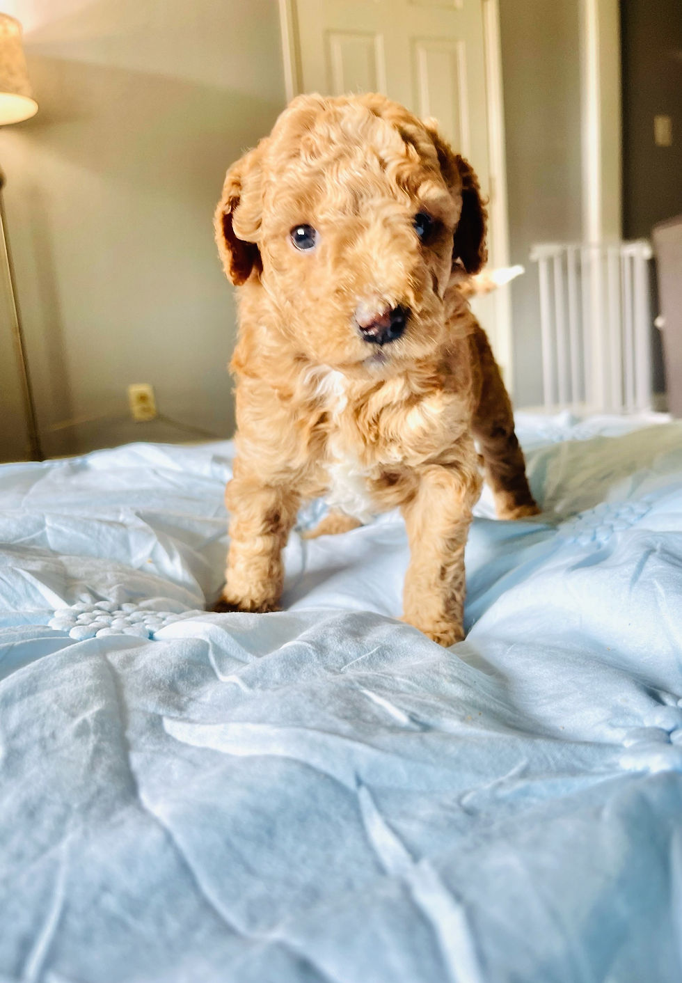 Thumbnail: Goldendoodle puppies January 27th 2023 Litter