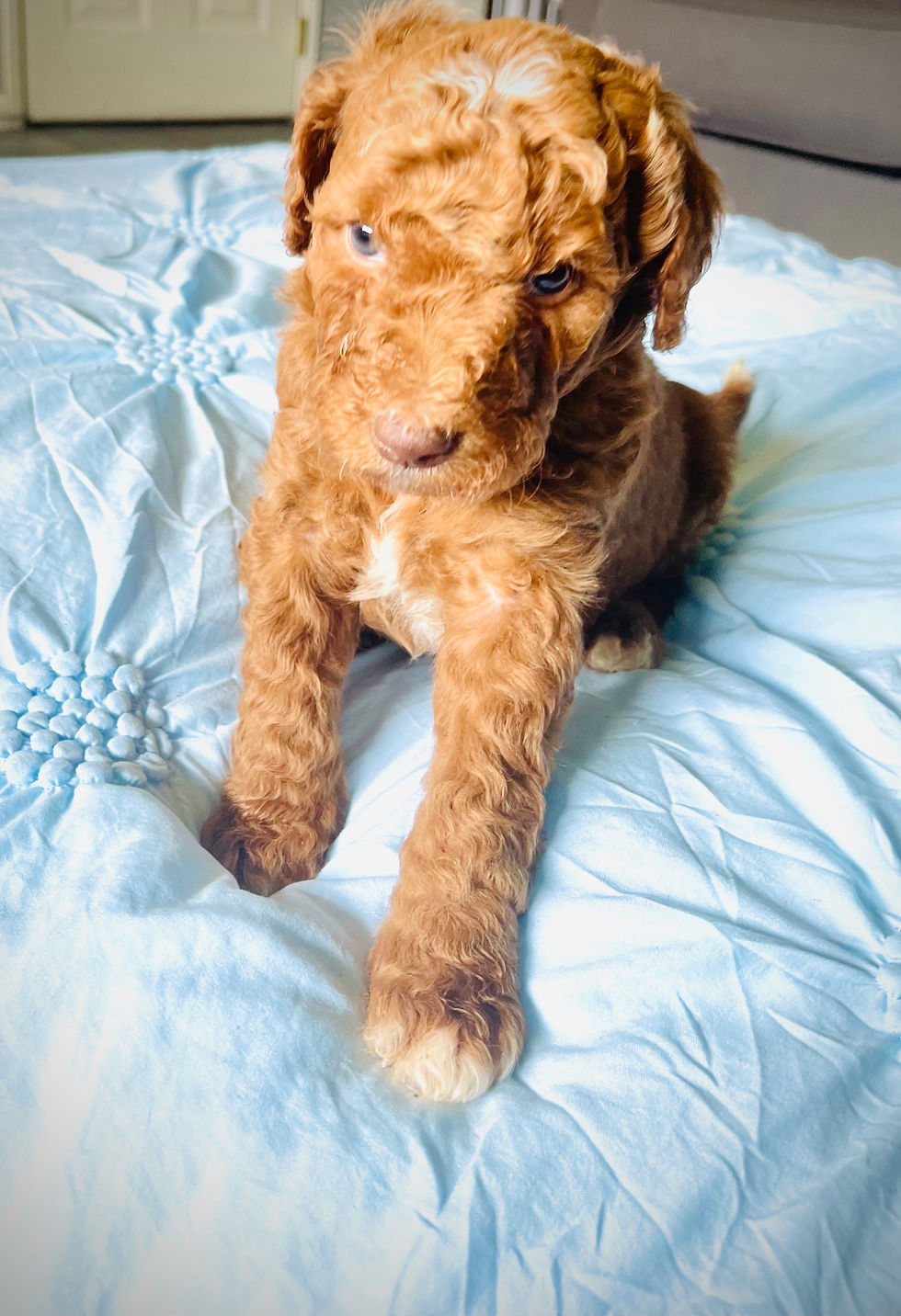 Thumbnail: Goldendoodle puppies January 27th 2023 Litter