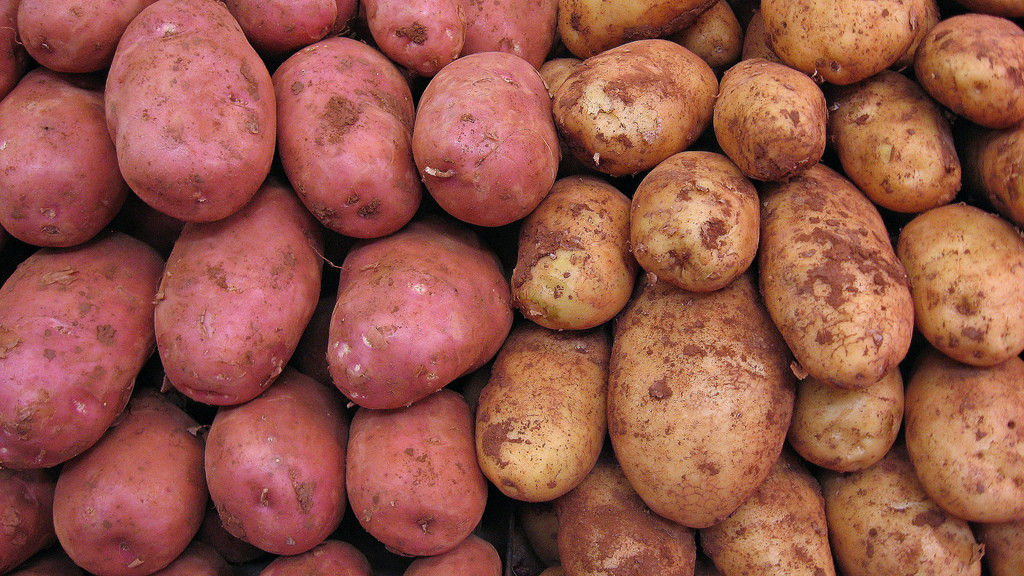 CAMOTE