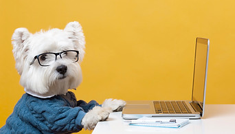 Image of a cute little white dog wearing a blue sweater and glasses, and sitting infront of a laptop.