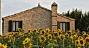 Sonnenblumen Villa Bucchiano
