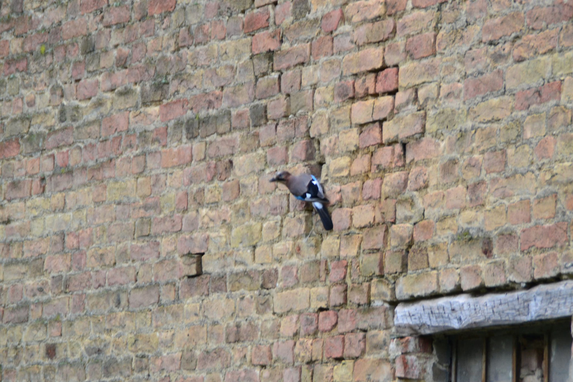 Vogel an Wand