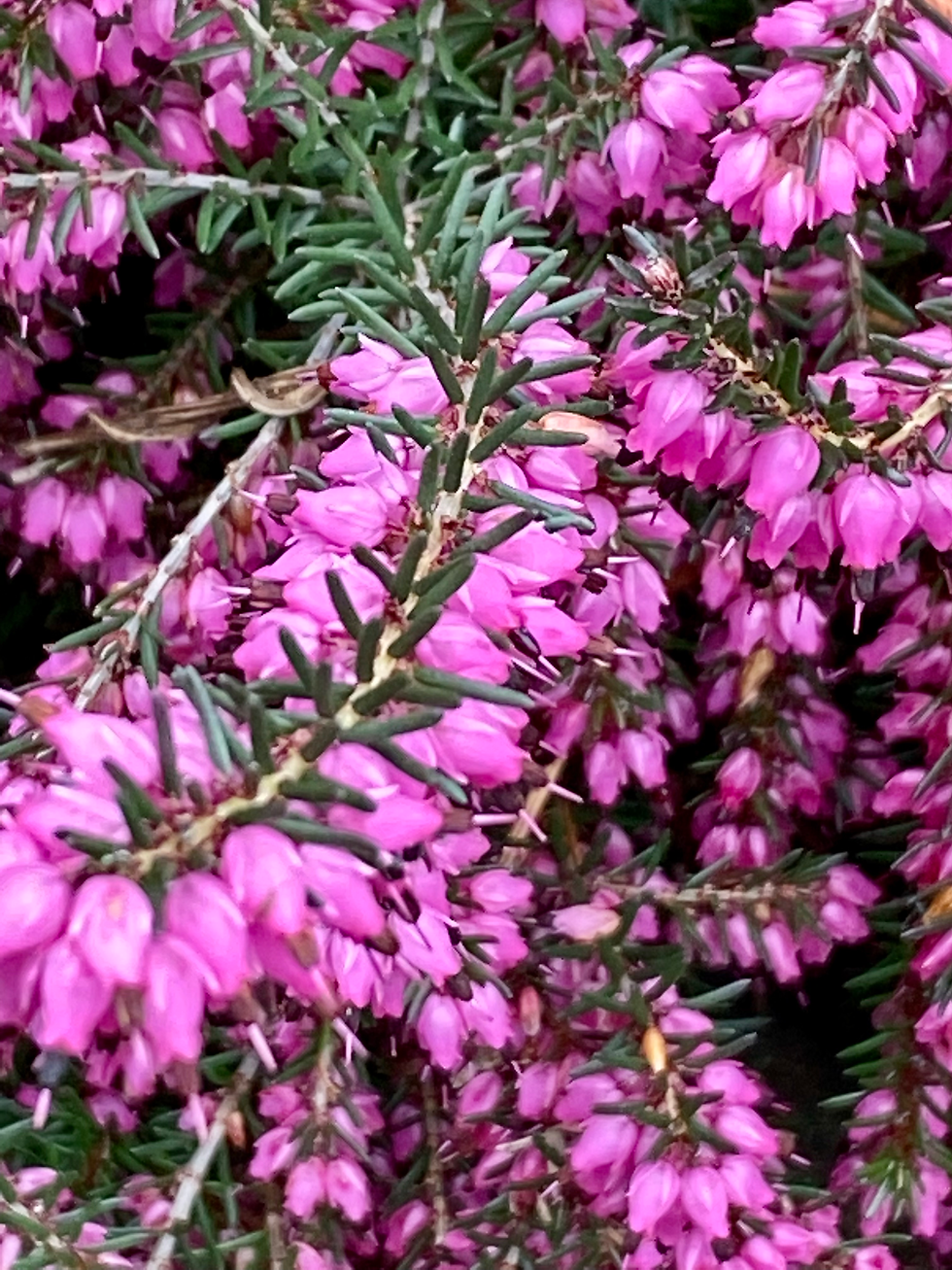Winter heather