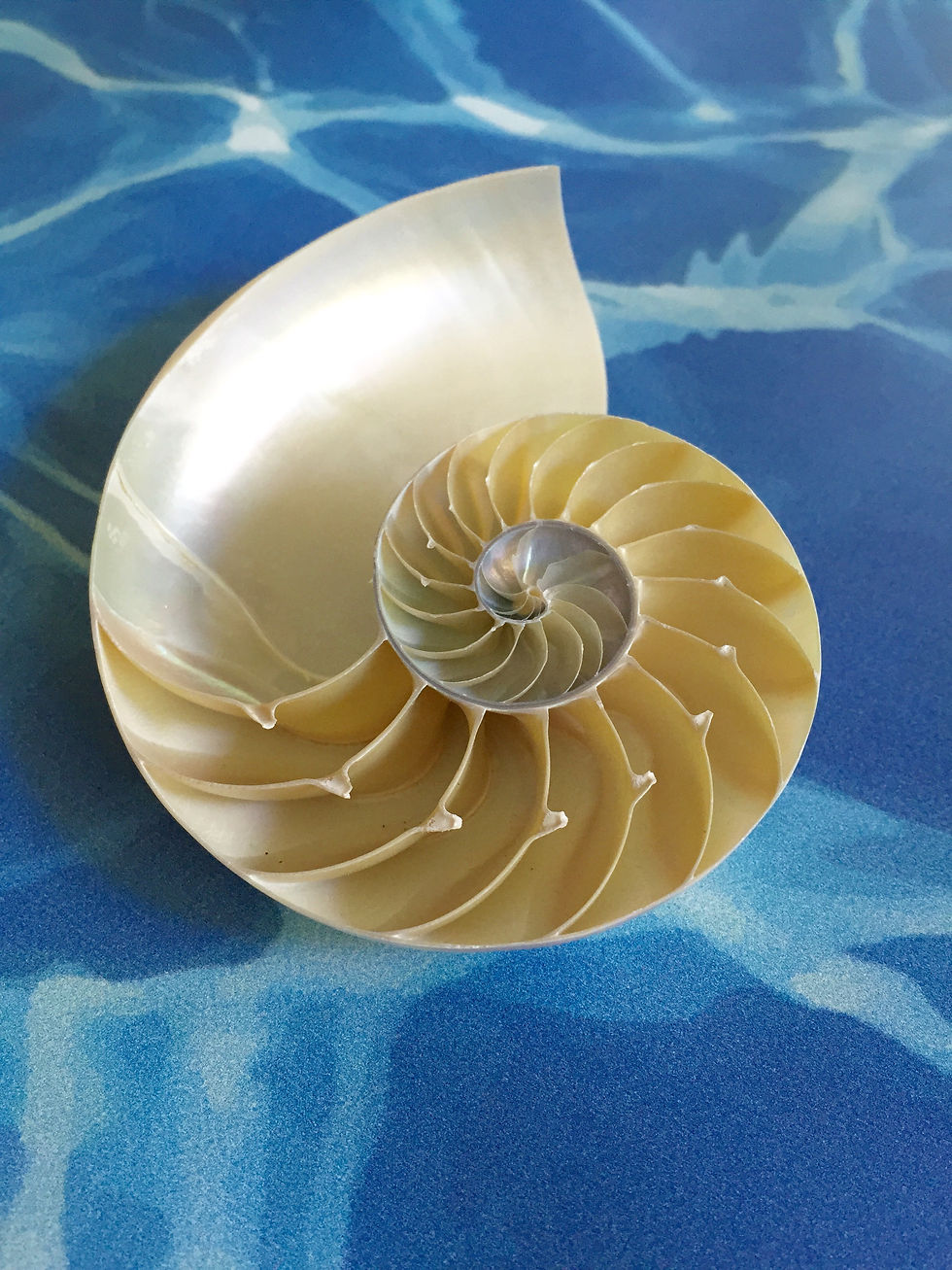Chambered nautilus