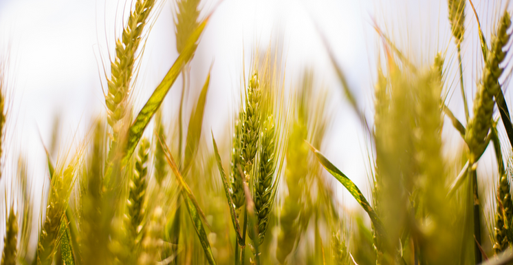 Mission sur 3 mois :
-Définition de la stratégie de lancement d’une
nouvelle gamme de produits agronomiques