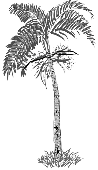 Dibujo de Palma por creadores