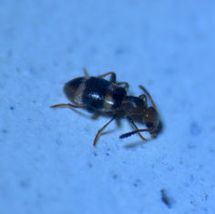 Ant-Like Flower Beetle - Subfamily Anthicinae