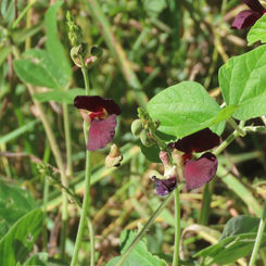 Purple Bush-Bean (Macroptilium atropurpureum)