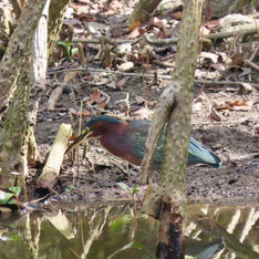 Green Heron (Butorides virescens)