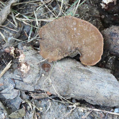 Hairy Hexagonia (Hexagonia hydnoides)
