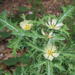 Prickly Poppy (Argemone ochroleuca)