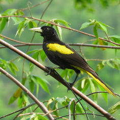 Yellow-winged Cacique (Cassiculus melanicterus)