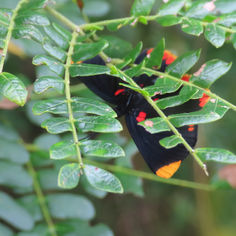 Red-bordered Pixie (Melanis pixe)