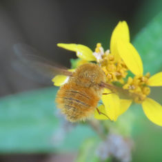 Bombylius - Bee Fly