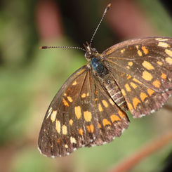 Theona Checkerspot (Chlosyne theona)