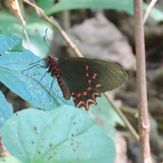 Pink-Spotted Cattleheart (Parides photinus)