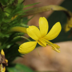 Barleria oenotheroides