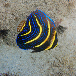 Cortez Angelfish (Pomacanthus zonipectus)