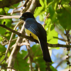 Citreoline Trogon (Trogon citreolus)