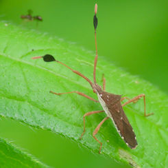 Chariesterus alternatus