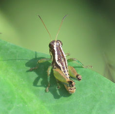 Oaxaca cuitlateca