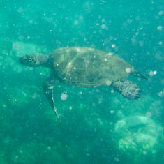 Green Sea Turtle (Chelonia mydas)