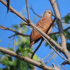 Ruddy Ground Dove (Columbina talpacoti)