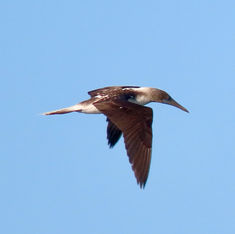 Blue-footed Booby (Sula nebouxii)